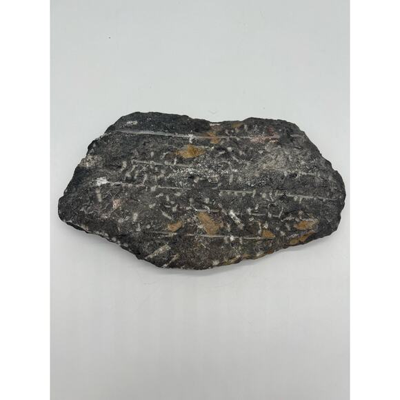 Fossils Orthoceras (???) Plate Plague SQUID, Home Decor 7" x 11"  READ - Picture 7 of 13